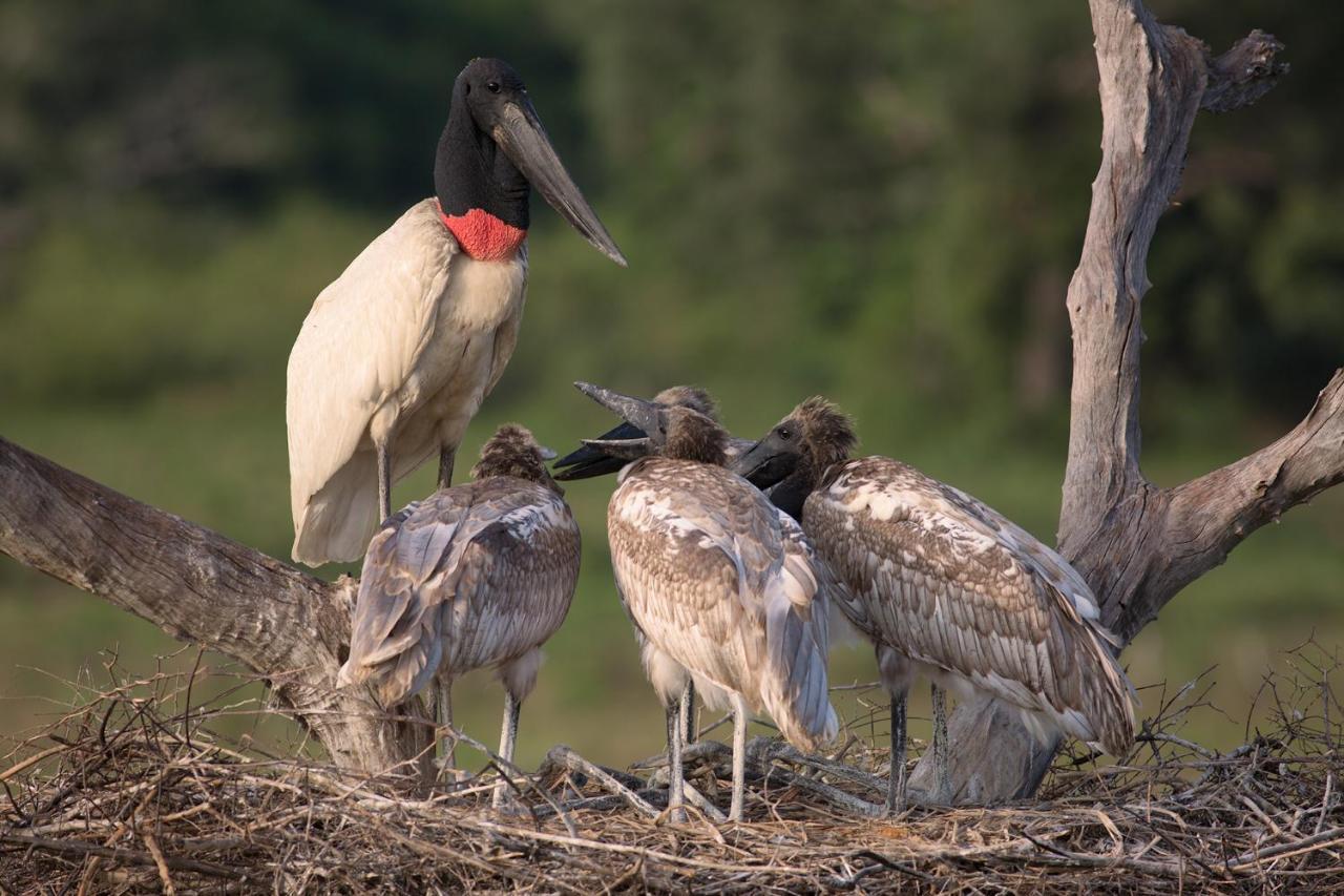 Pixaim Southwild Pantanal Lodge المظهر الخارجي الصورة
