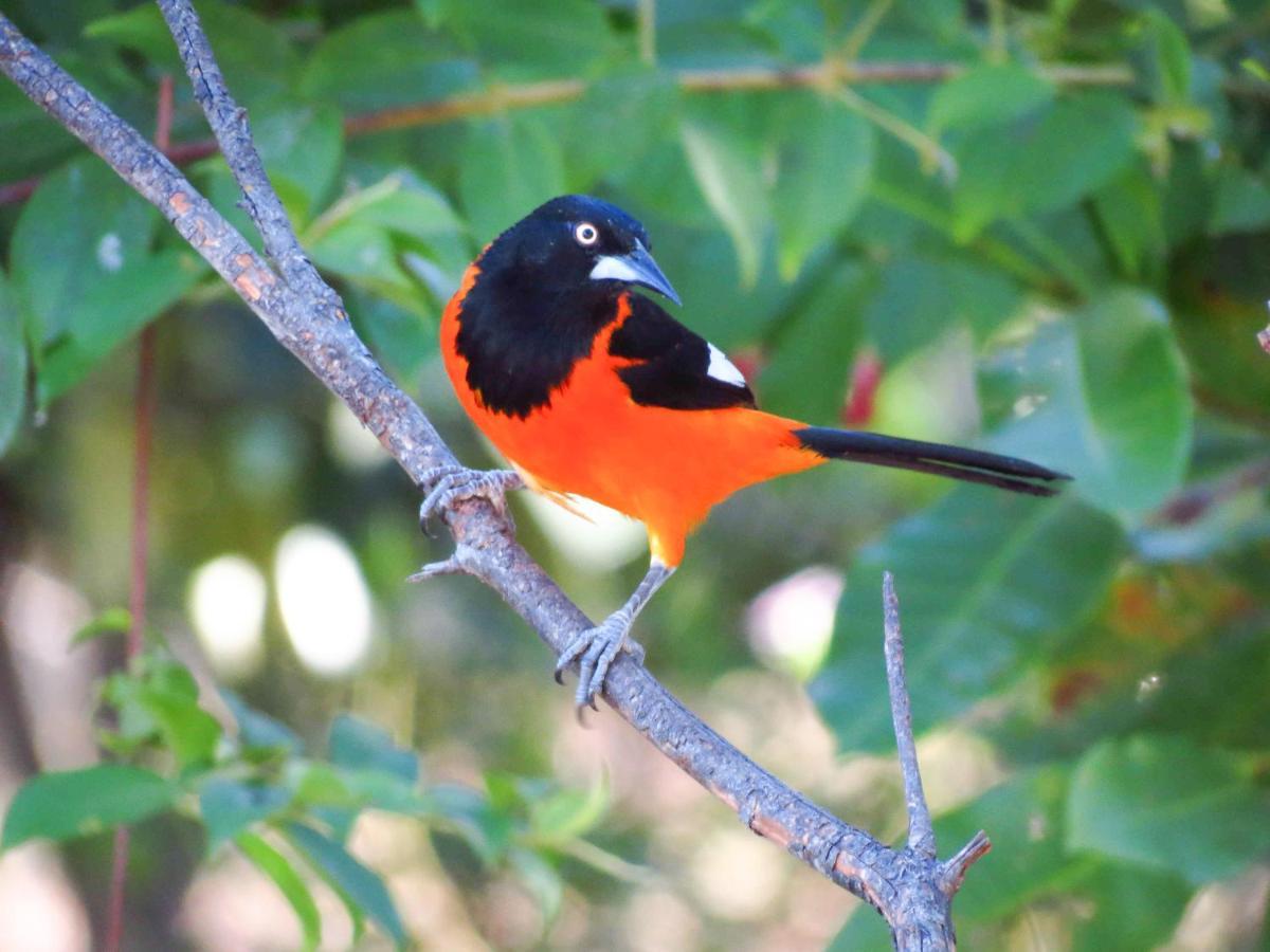 Pixaim Southwild Pantanal Lodge المظهر الخارجي الصورة