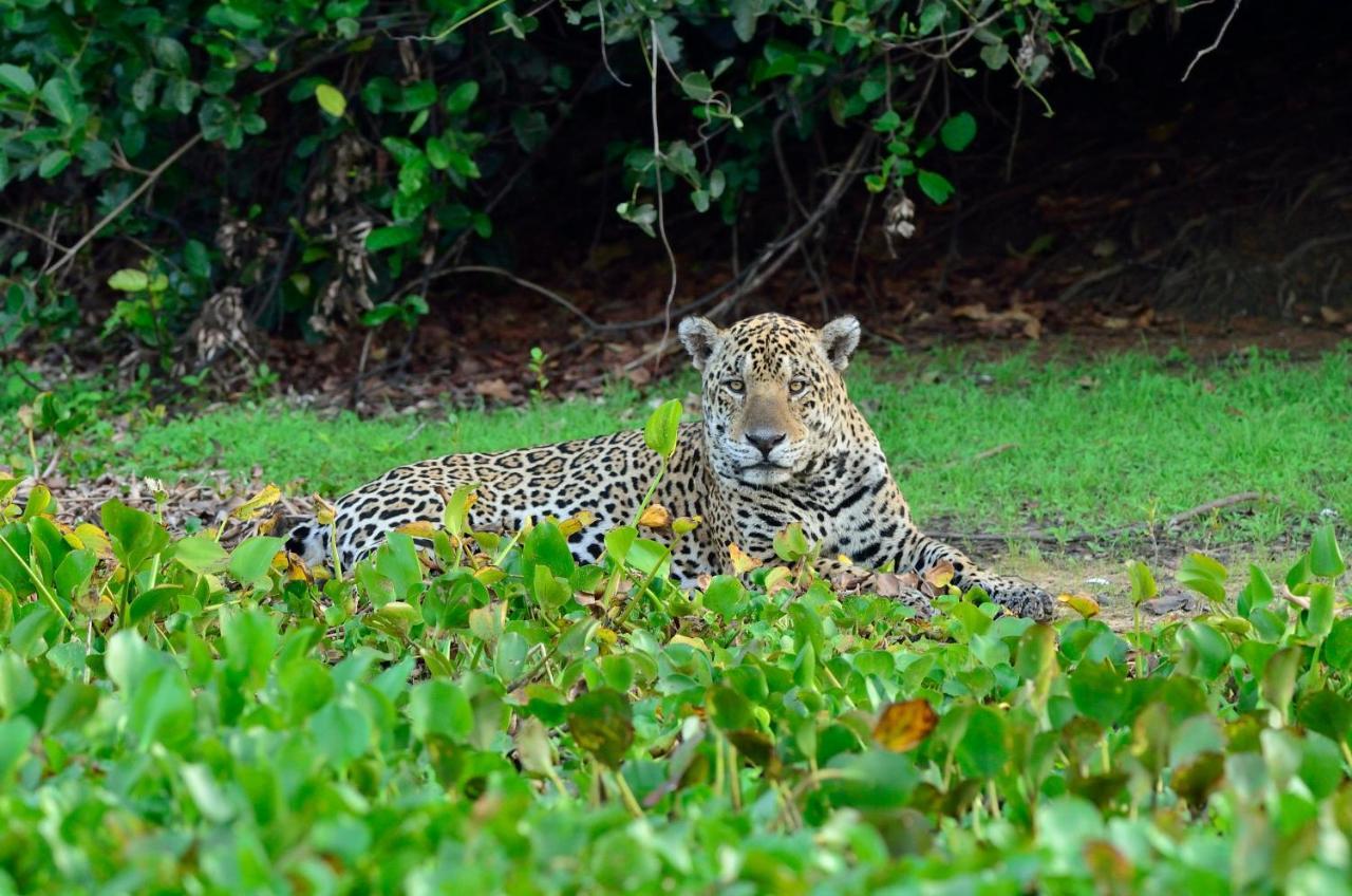 Pixaim Southwild Pantanal Lodge المظهر الخارجي الصورة