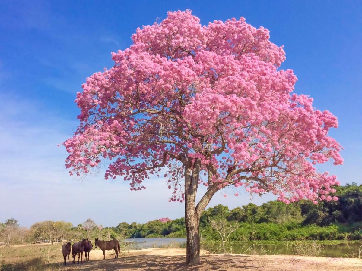 Pixaim Southwild Pantanal Lodge المظهر الخارجي الصورة