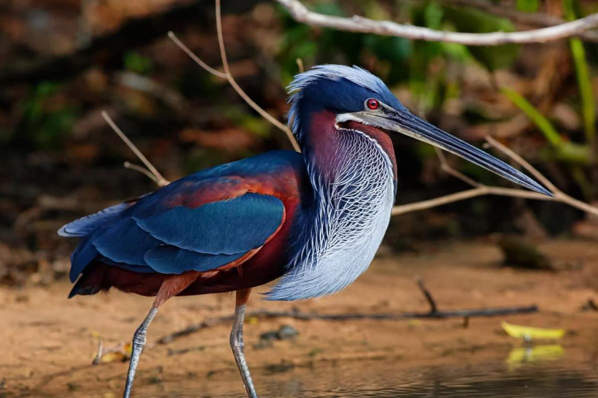 Pixaim Southwild Pantanal Lodge المظهر الخارجي الصورة