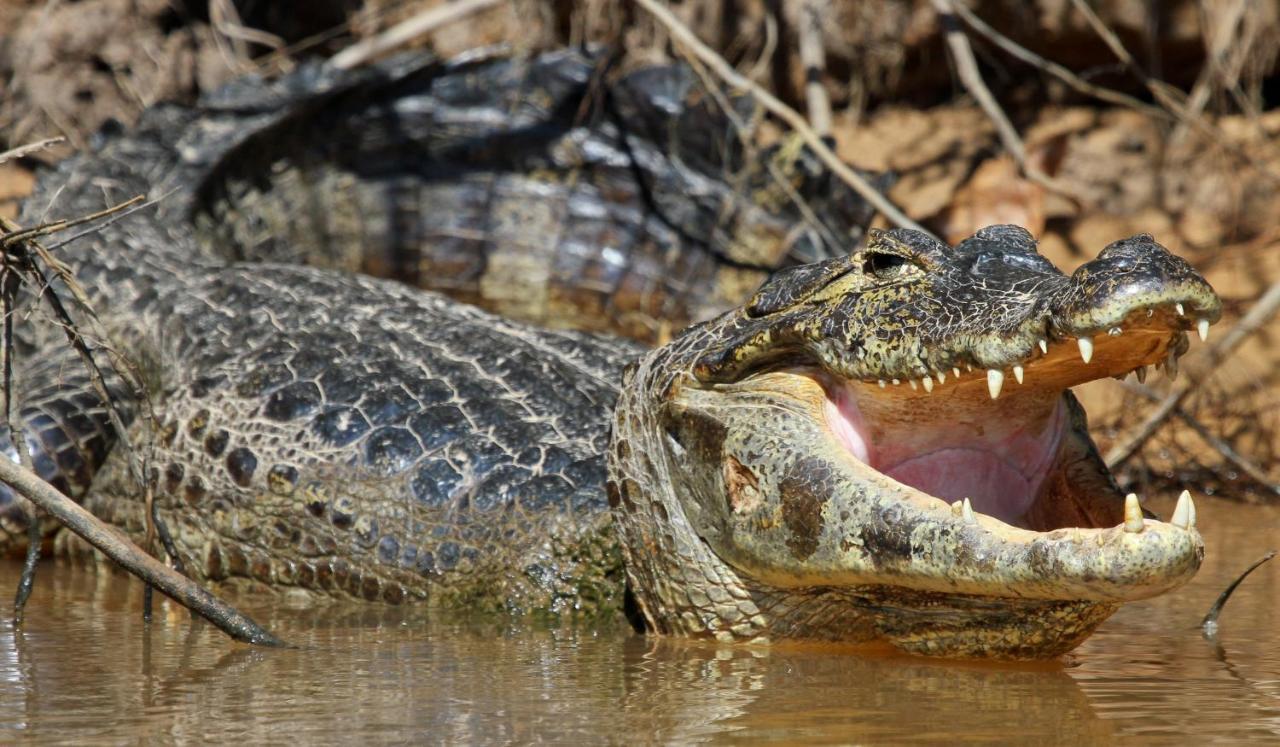 Pixaim Southwild Pantanal Lodge المظهر الخارجي الصورة