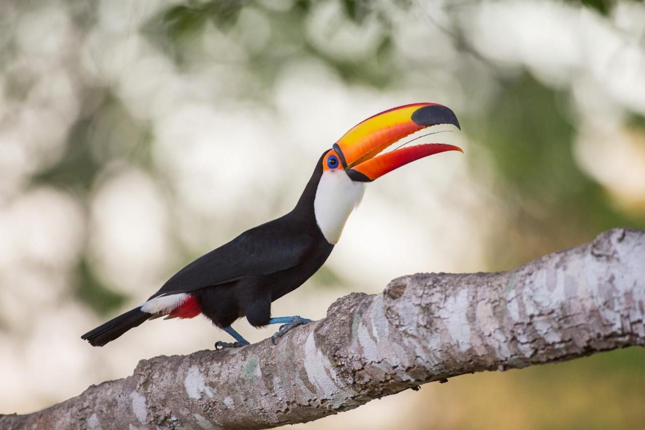 Pixaim Southwild Pantanal Lodge المظهر الخارجي الصورة