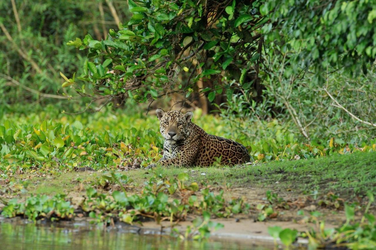 Pixaim Southwild Pantanal Lodge المظهر الخارجي الصورة