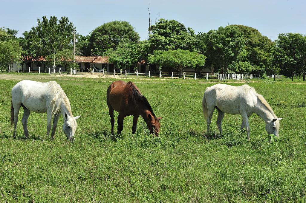 Pixaim Southwild Pantanal Lodge المظهر الخارجي الصورة