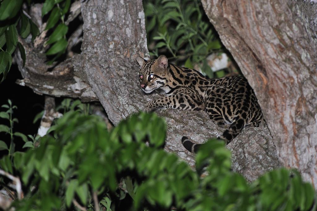 Pixaim Southwild Pantanal Lodge المظهر الخارجي الصورة