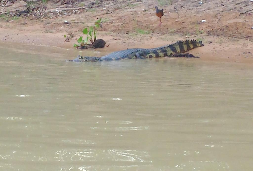 Pixaim Southwild Pantanal Lodge المظهر الخارجي الصورة