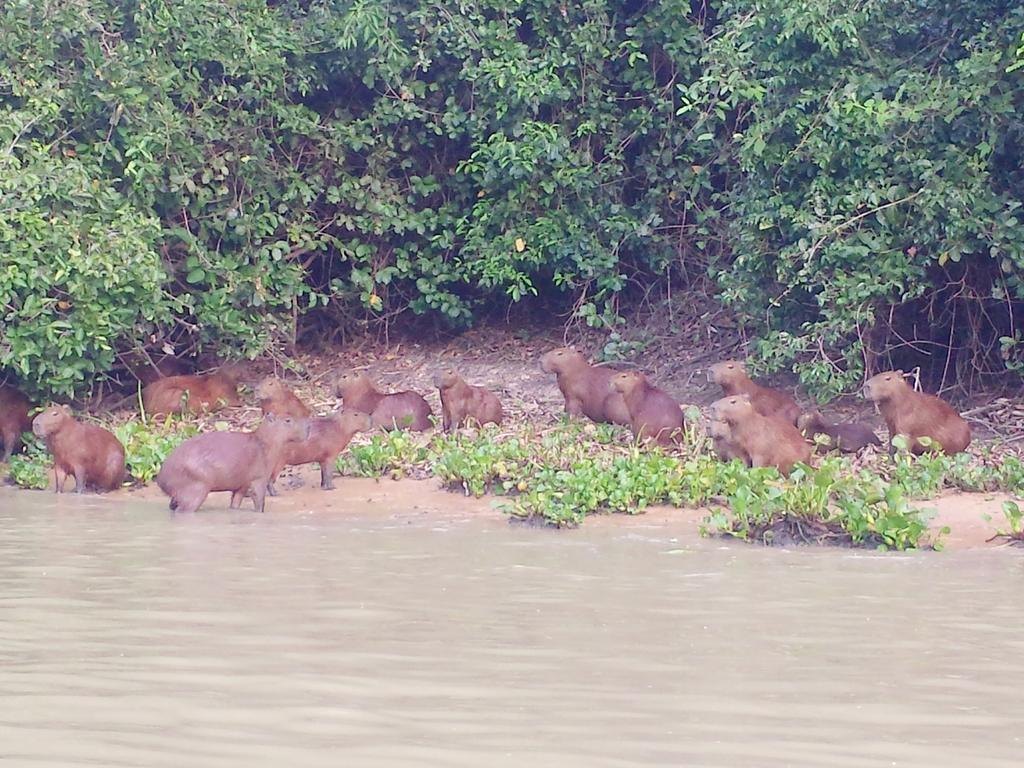 Pixaim Southwild Pantanal Lodge المظهر الخارجي الصورة