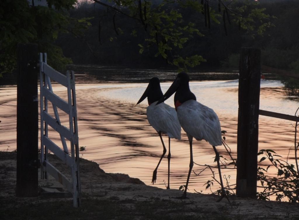 Pixaim Southwild Pantanal Lodge المظهر الخارجي الصورة